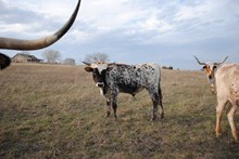 JR Just Right/RM Little Speckled  Hawk bull